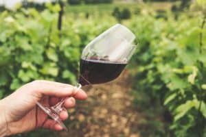 Vini marchigiani: storia, vitigni e migliori vini
