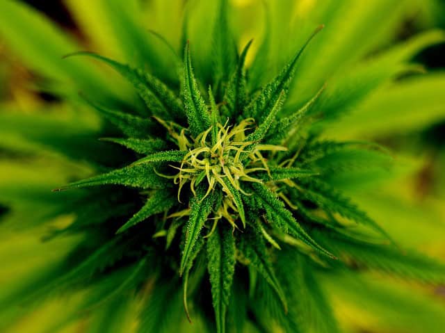 Cannabis legale: il rimedio naturale per migliorare il sonno e la qualità della vita
