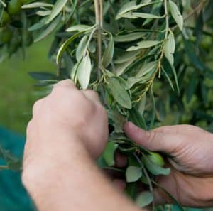 Caratteristiche Uniche e Consigli di Conservazione dell'Olio Extra Vergine di Oliva Nocellara