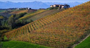 migliori vini piemontesi