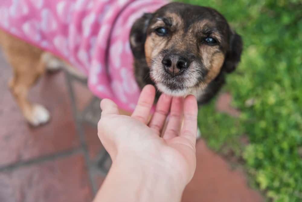 Rimedi Efficaci per Eliminare le Pulci del Cane